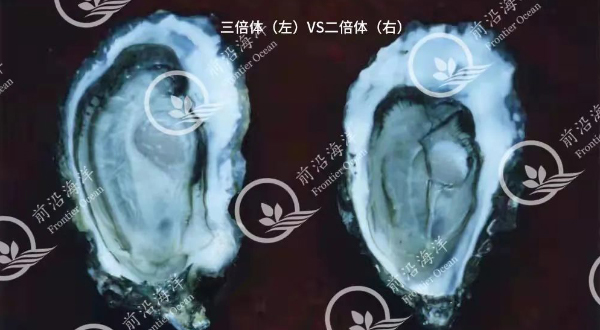 科普專欄：三倍體牡蠣性腺發(fā)育情況