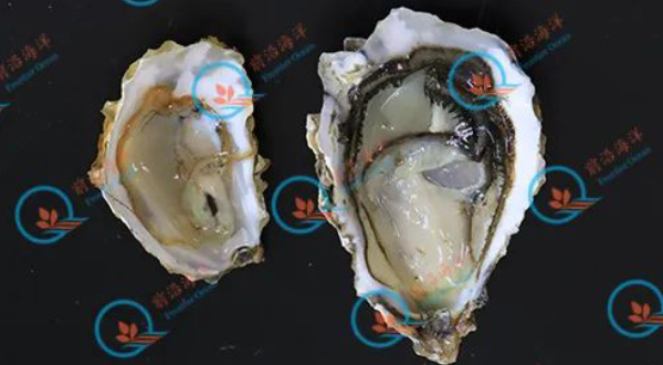科普專欄：什么是三倍體牡蠣？