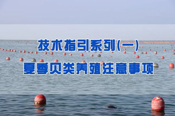 技術(shù)指引 | 夏季貝類養(yǎng)殖注意事項