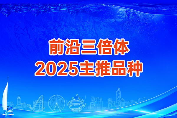 前沿三倍體2025年度主推品種